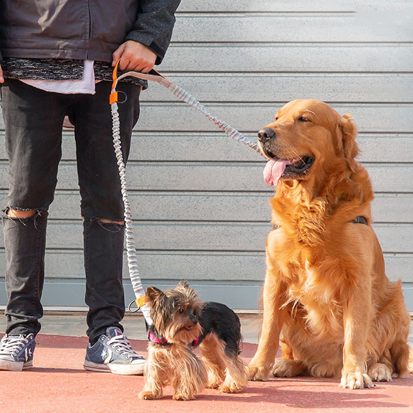 Cadeau original laisse rétractable chiens 6en1 - Cadeaux Et Hightech