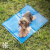 cadeau-original-tapis-refroidissement-animaux-discount