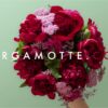 carte-cadeau-bergamotte
